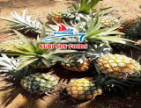 QUEEN PINEAPPLE COMPETITIVE PRICE